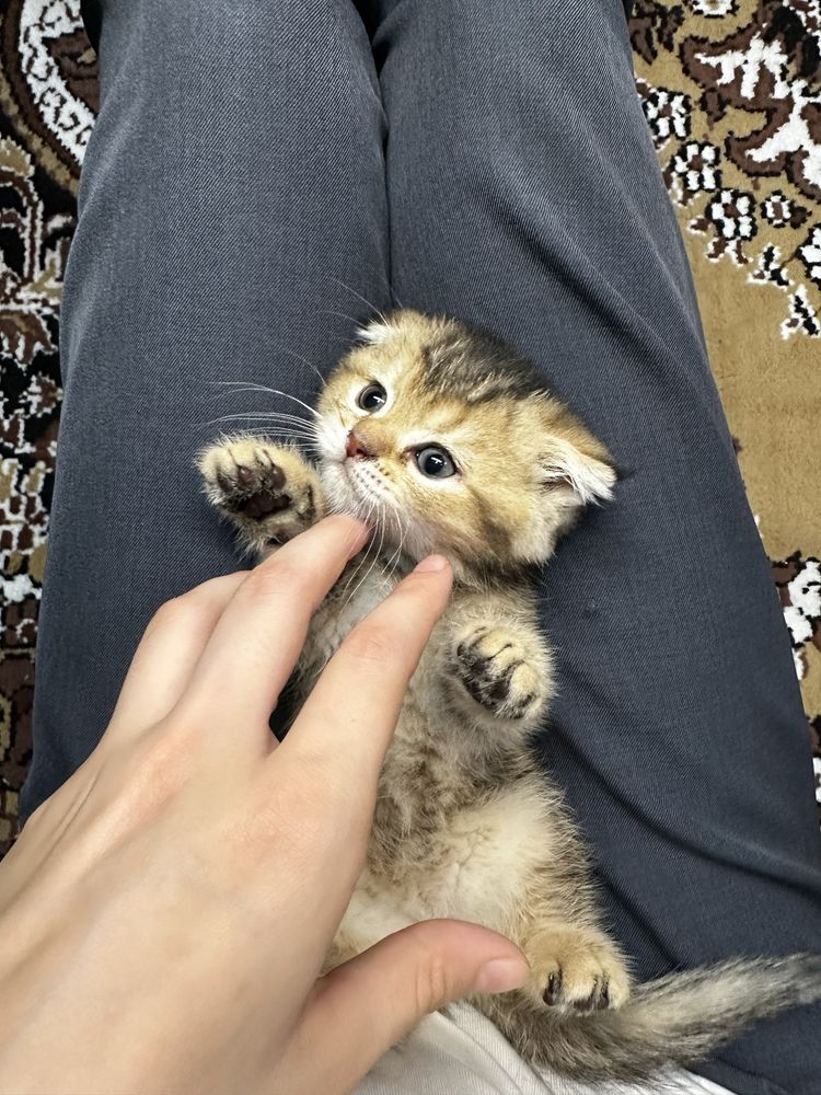 Продаются котята, полтора месяца