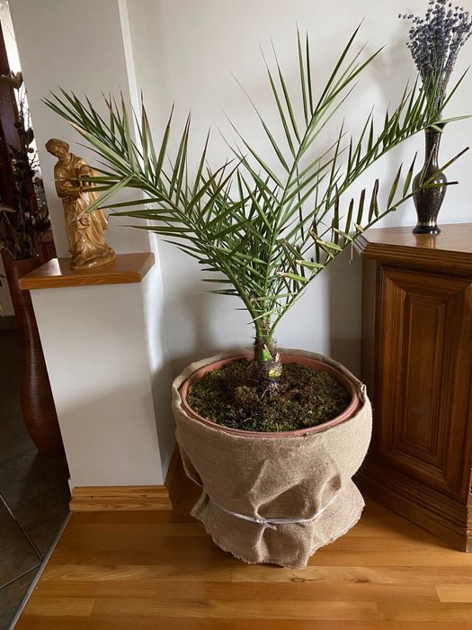 Vand palmier Phoenix Canariensis