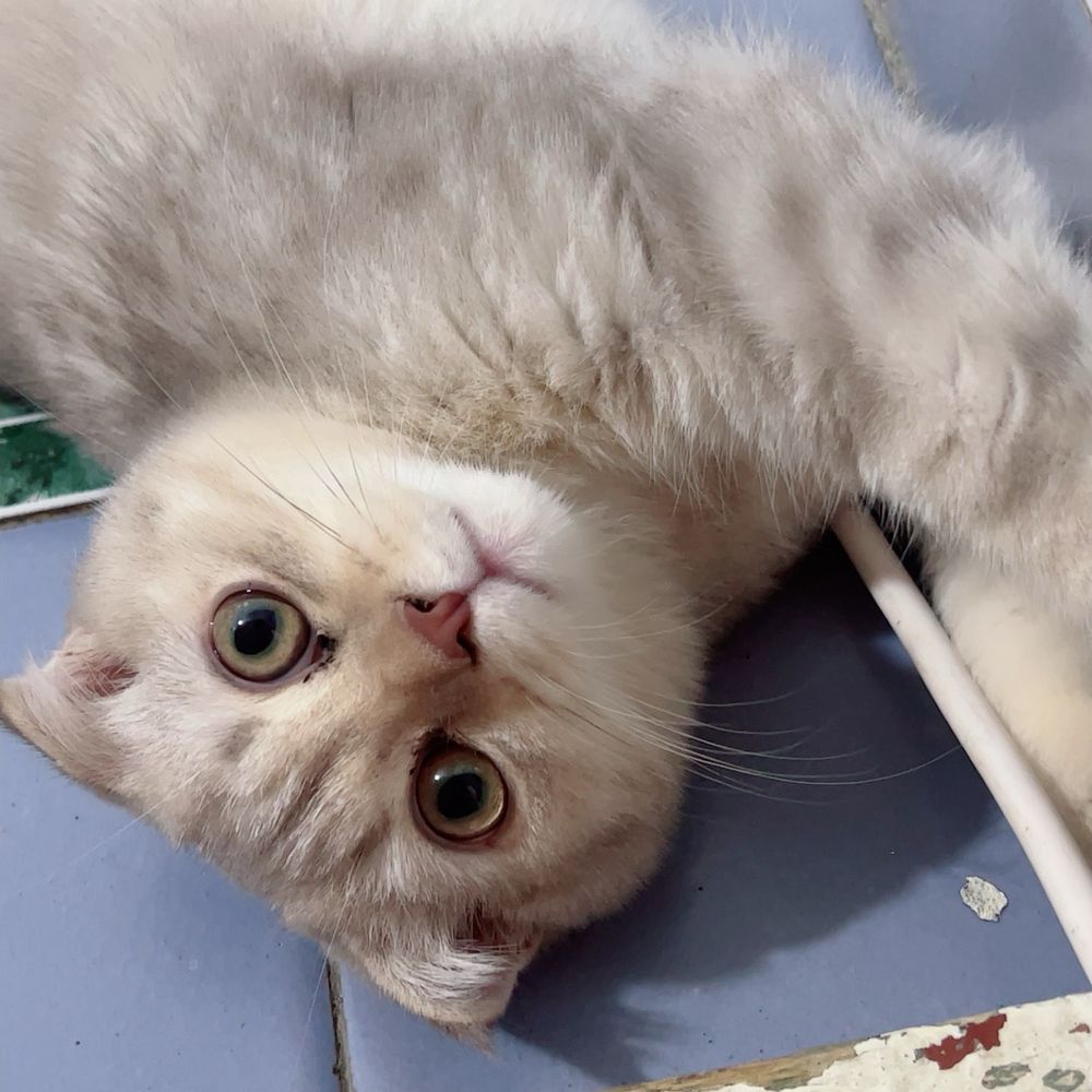 Срочно продоётся котёнок!!!