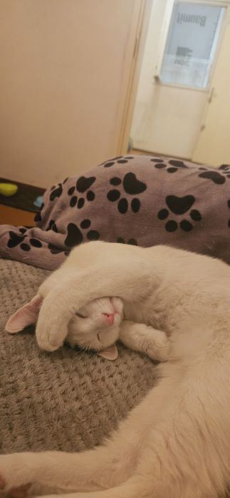 Pisică spre adopție