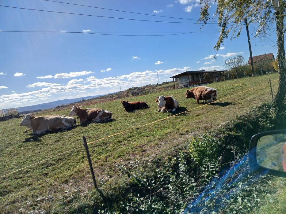 Vand vaca -la alegere