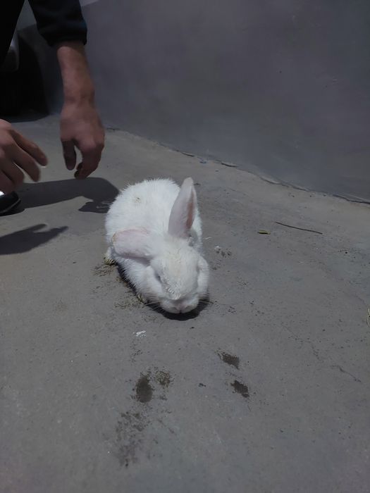 SHalponquloq quyoncha sotiladi