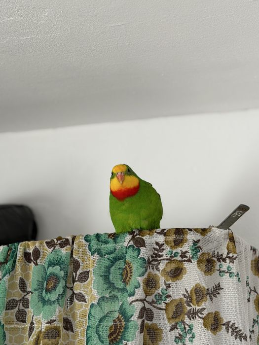 Папагал мъжки  барабанд