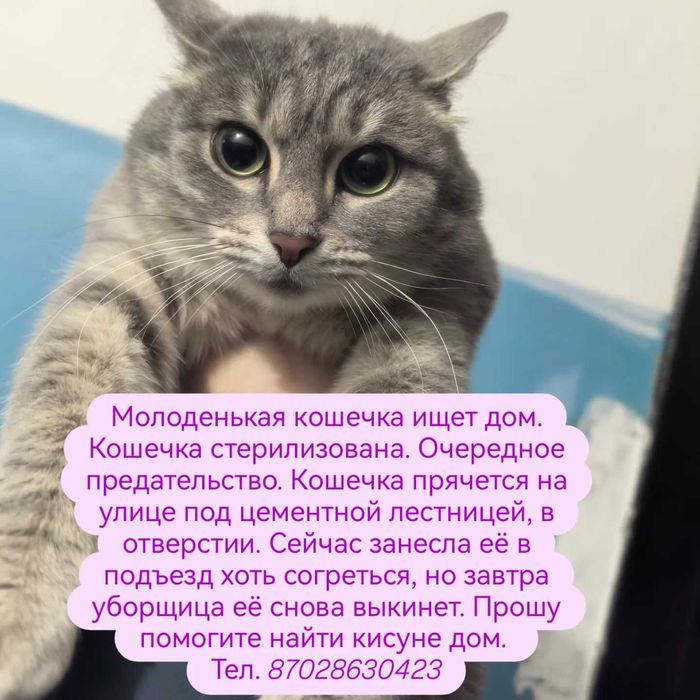 Молоденькая кошечка ищет дом