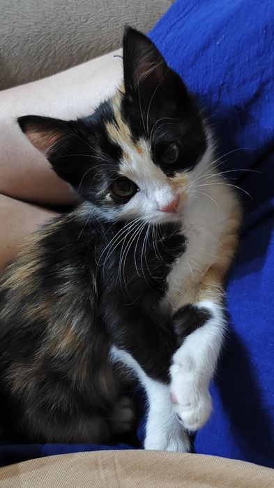 Котенок трехцветка в добрые руки
