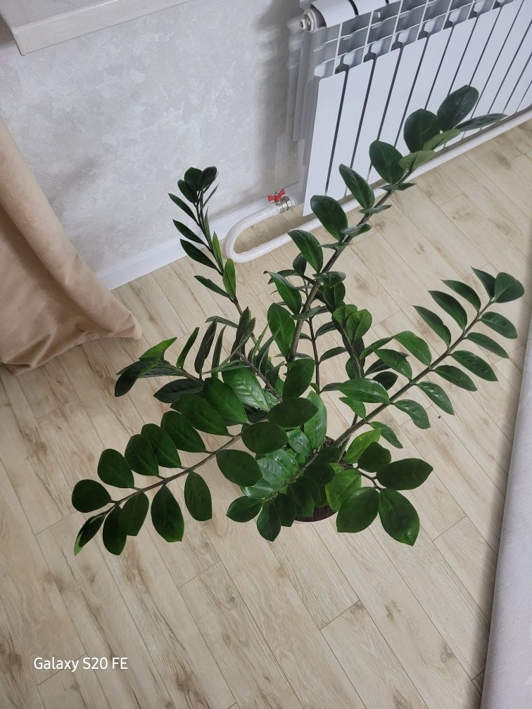 Замиокулькас долларовое дерево