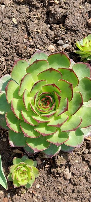 Buchete de Plante suculente, rezistente la frig. 10 fire la 30 lei