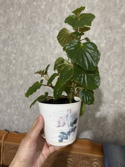 Цветок лилия