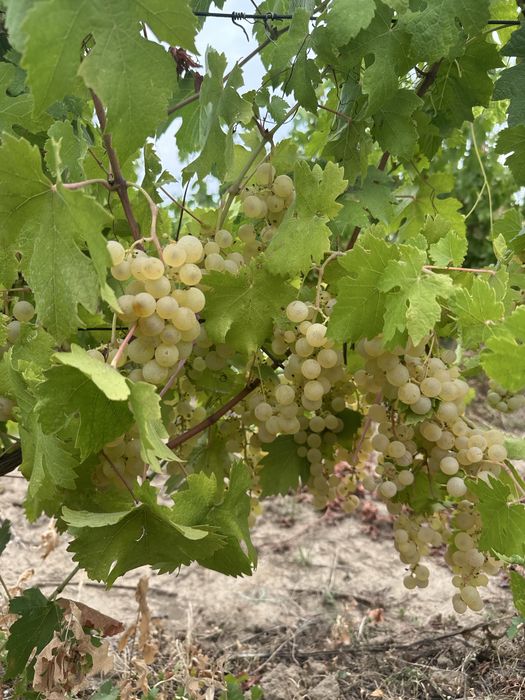 Vand struguri pentru vin
