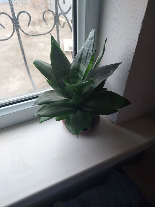 Комнатные цветы сатылады