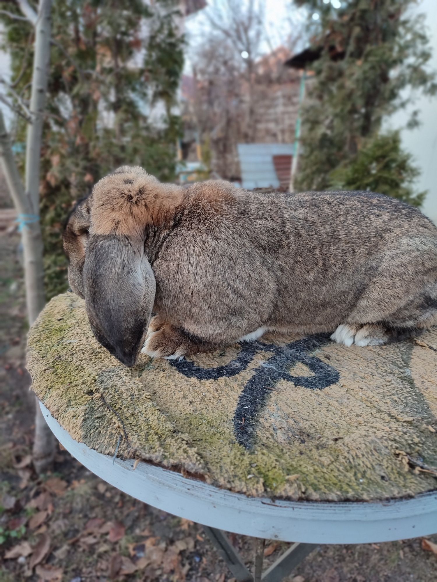 Berbec german rasă pură