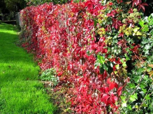 Vita De Vie Canadiana Roșie