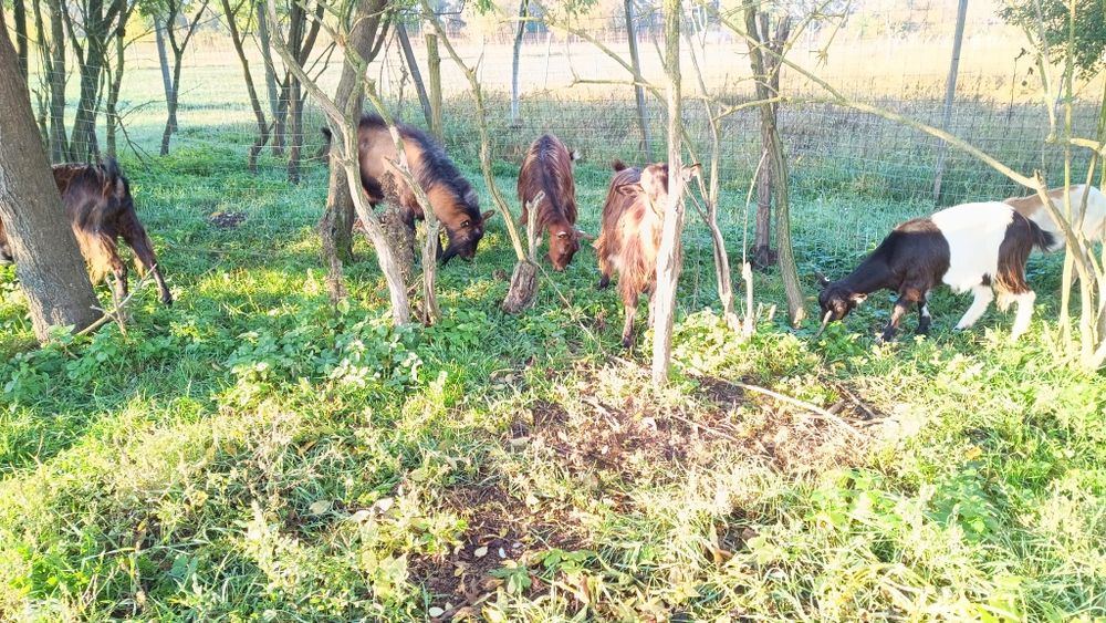 Țap alpin de vânzare 5 capre și4 iezi.