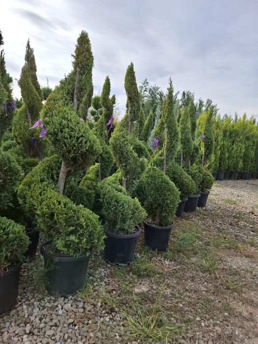 Brazi și leilandi  la oferta