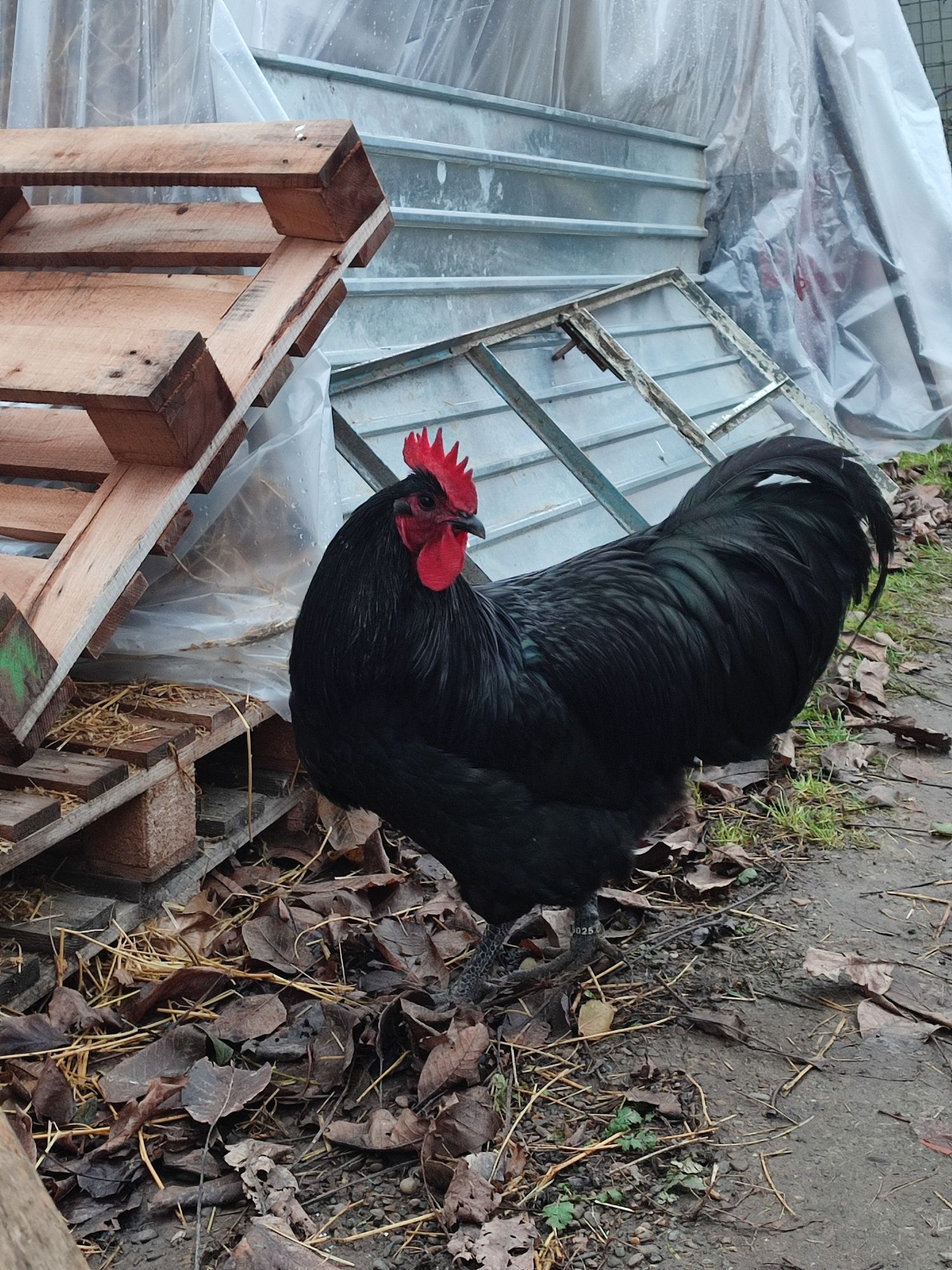 Cocoș australorp