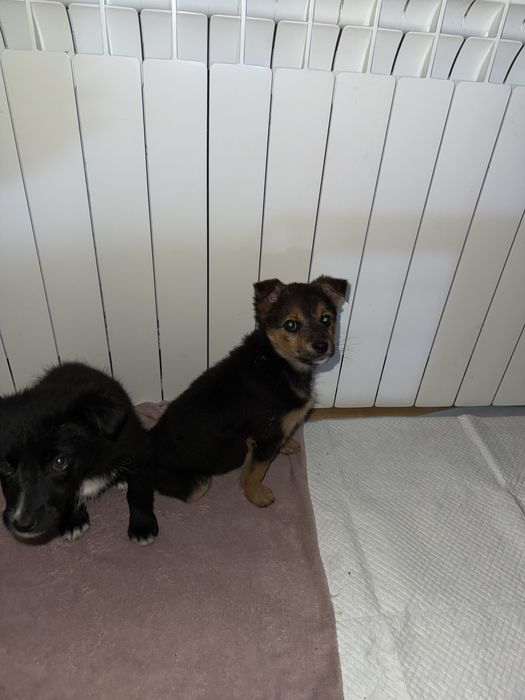 Donez pui de catel/ catelusi