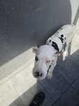 Dog german 3 luni