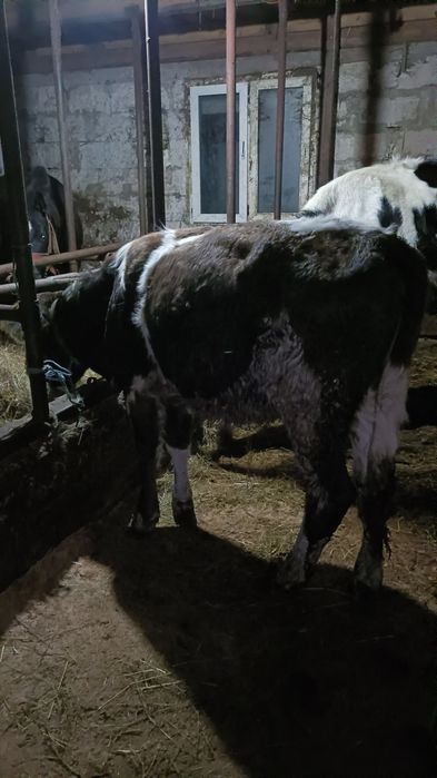 Vând o vițică de 7 luni și o mânză de 1 an și 4 lunii