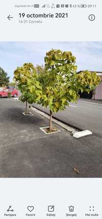 Catalpa - arbore  ornamental