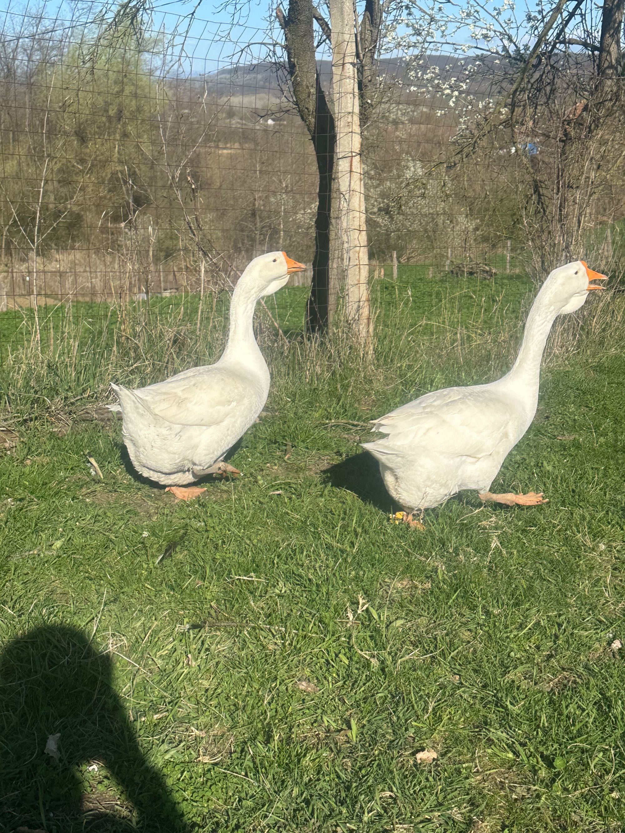 Vând sau schimb două Gaste holmogor