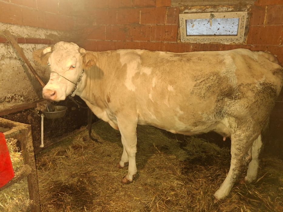 Vacă tânără de vanzare!