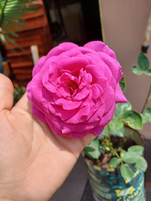 Храстовидна Роза