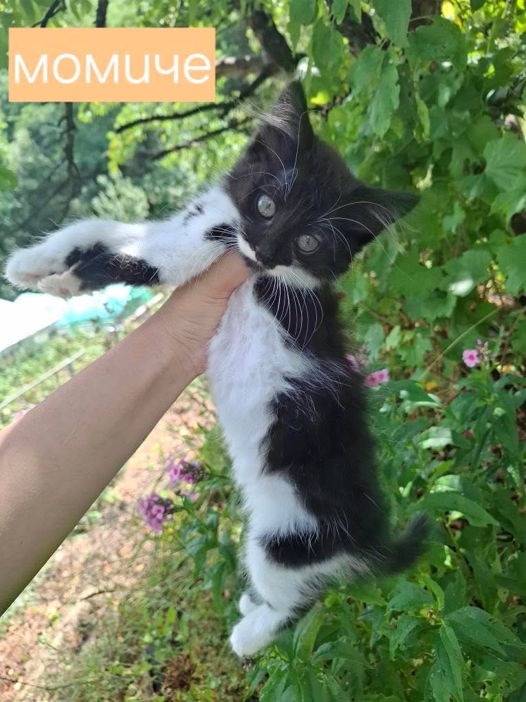 Подарявам котенца