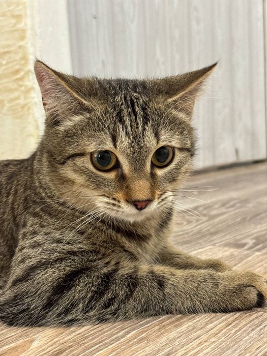 Отдадим кота в хорошие руки
