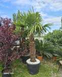 Plante ornamentale