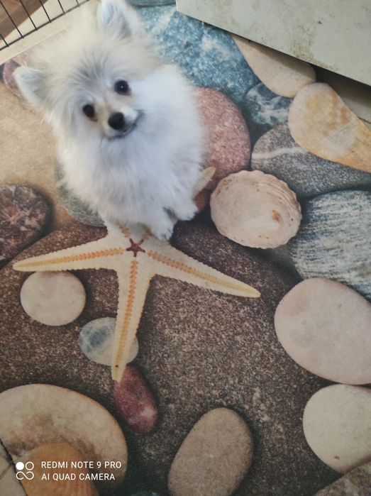 Мальчик.    Шпиц