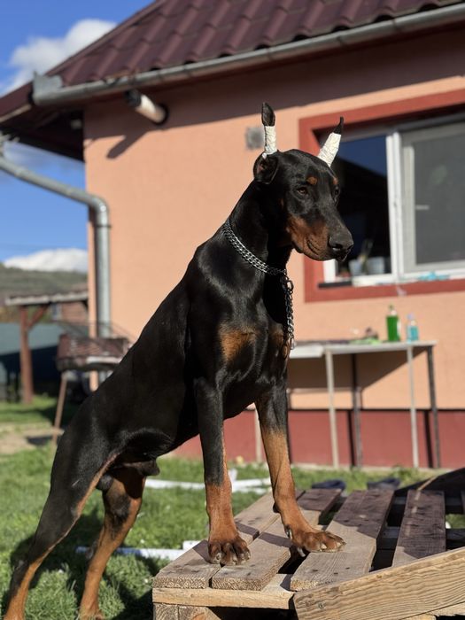 Cățeluș Doberman cu pedigree de vânzare