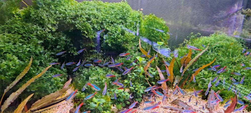 Plante usoare ,easy, pentru acvarii de apa dulce