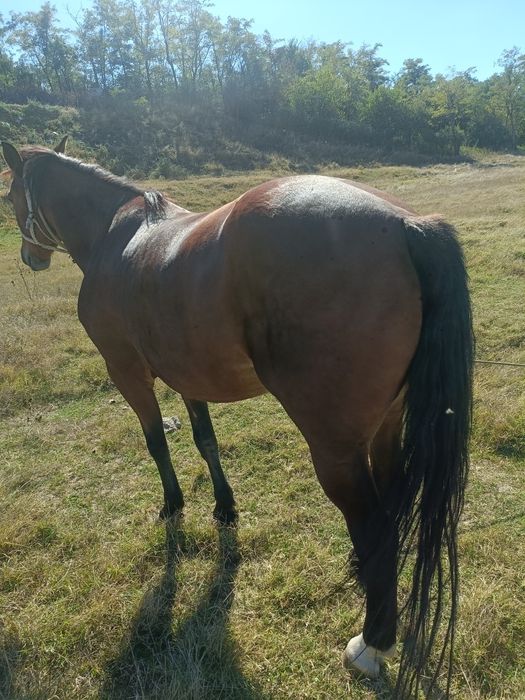 Iapă de vânzare cuminte