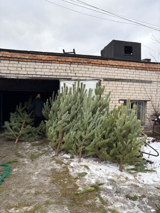 Елки оптом в петропавловске отправка новогодние сосны