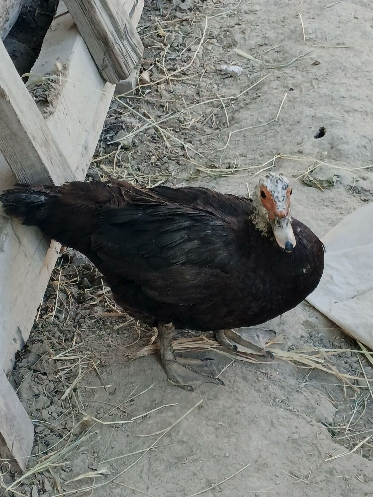 Oʻrdak  sotiladi