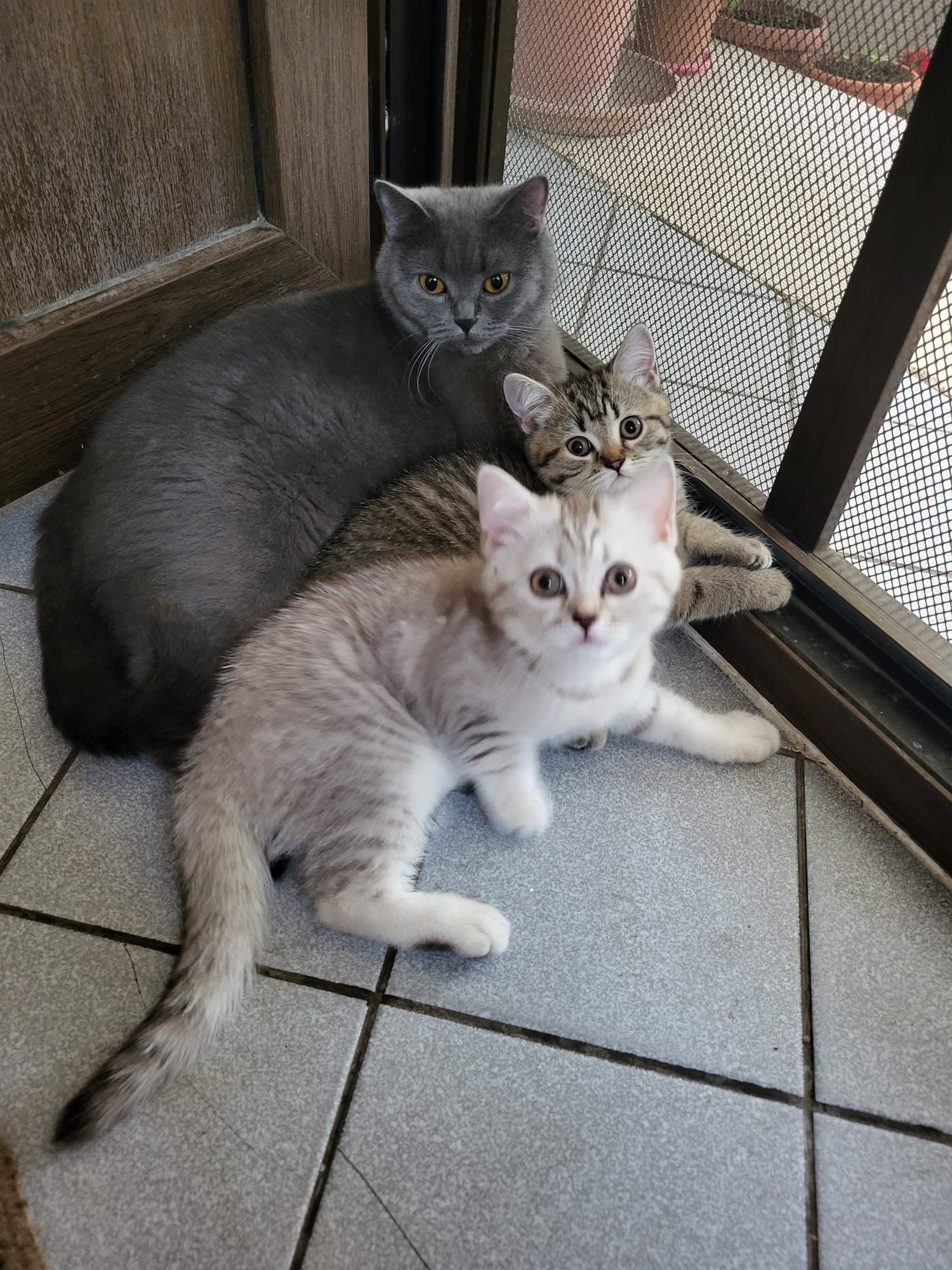 Pisoi British shorthair