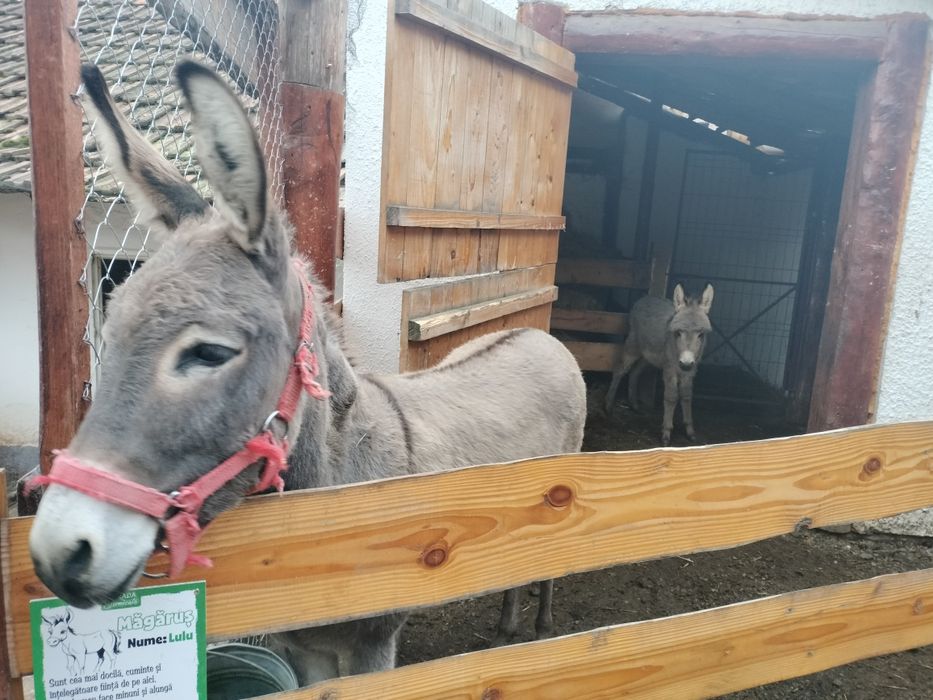 Măgărița cu pui de doua luni