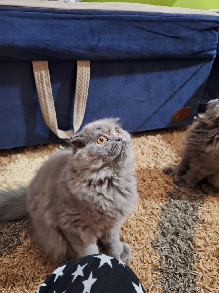 Скоттиш страйт ,Скоттиш фолд