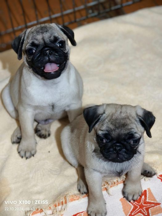 Очаровательные щенки Мопса.