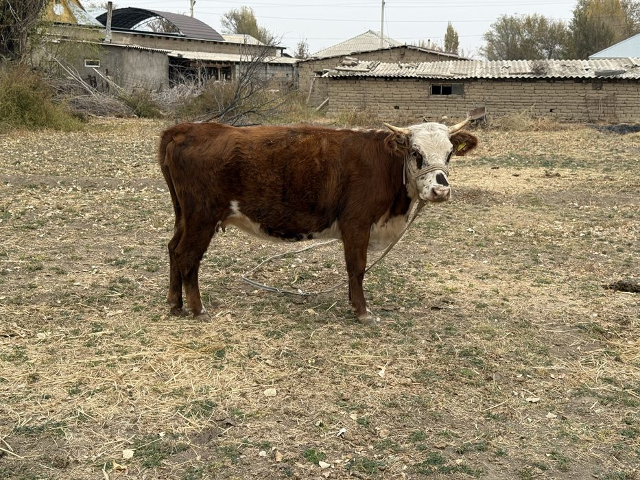 Сиыр құнажын корова сатылады