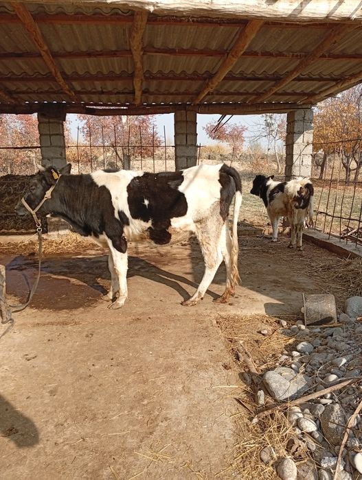 Ona bola sigir sotiladi.srochna