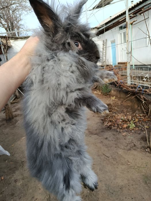 Продам котла и крольчиха парочки самка и самец  большие парода