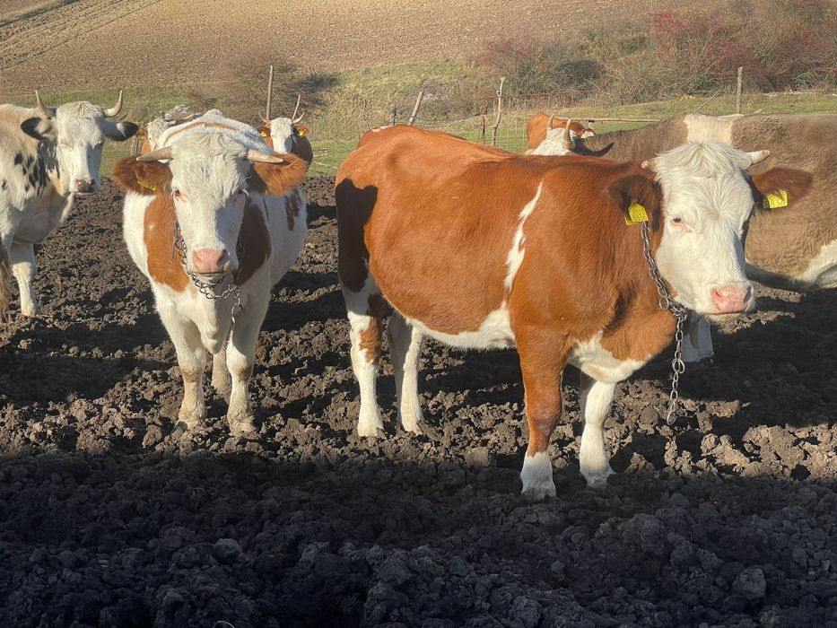 Vand doua juninci gestante amndoua in 5 luni la prima fatare
