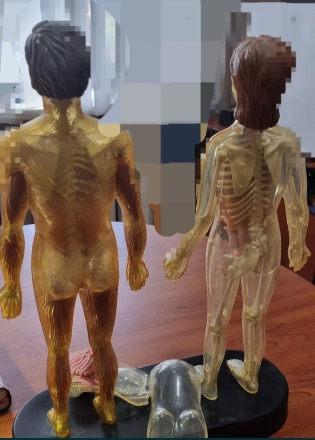 Анатомическая модель тела человека .Скелет.