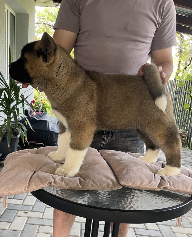 Femela Akita American / Pedigree