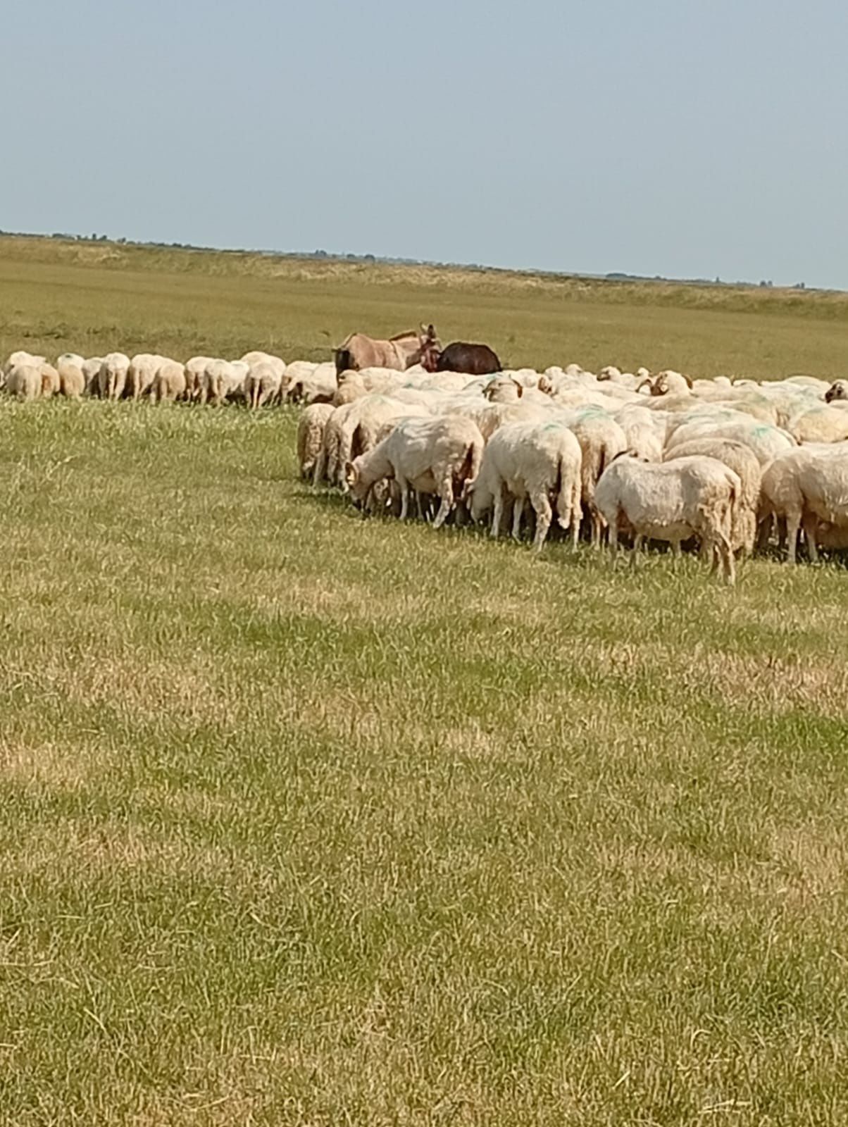 Vând un măgar și o măgăriță sau schimb cu oi de carne !