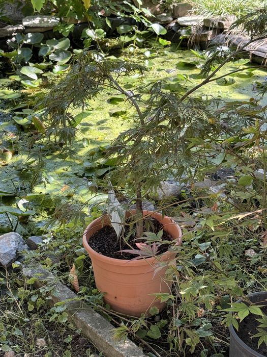 Arțari japonezi diferite marimi