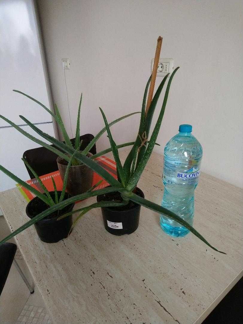 Vand Aloe Vera Barbadensis