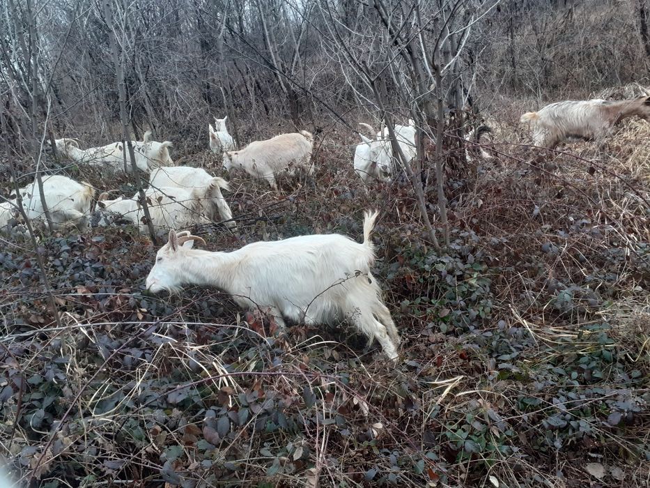 10 capre și un ţap