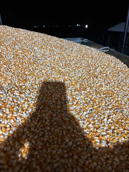 Porumb sticlos (pioner 95-90)